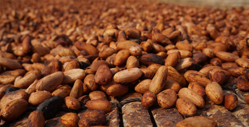 原料となるカカオ豆の乾燥風景