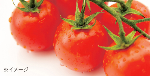 産地の紹介 有機トマト イタリア産 原料